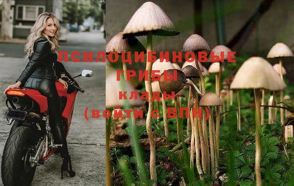 PSILOCYBIN Верея